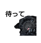 PUG BILLY（個別スタンプ：24）