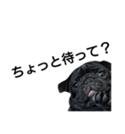 PUG BILLY（個別スタンプ：25）