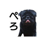 PUG BILLY（個別スタンプ：26）
