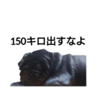 PUG BILLY（個別スタンプ：27）
