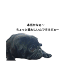 PUG BILLY（個別スタンプ：28）