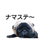 PUG BILLY（個別スタンプ：33）