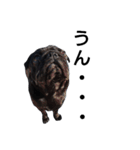 PUG BILLY（個別スタンプ：34）