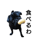 PUG BILLY（個別スタンプ：36）