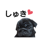 PUG BILLY（個別スタンプ：37）