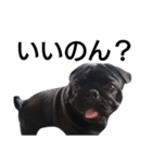 PUG BILLY（個別スタンプ：39）