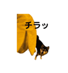 黒柴はちべえ4（個別スタンプ：1）