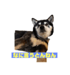 黒柴はちべえ4（個別スタンプ：2）