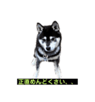 黒柴はちべえ4（個別スタンプ：3）