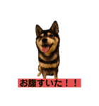 黒柴はちべえ4（個別スタンプ：4）