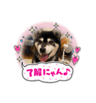 黒柴はちべえ4（個別スタンプ：5）