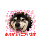 黒柴はちべえ4（個別スタンプ：7）