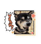 黒柴はちべえ4（個別スタンプ：9）