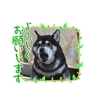 黒柴はちべえ4（個別スタンプ：11）