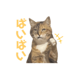 たびしスタンプ②（個別スタンプ：6）