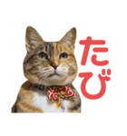 たびしスタンプ②（個別スタンプ：8）