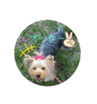愛犬のヨーキースタンプ（個別スタンプ：1）