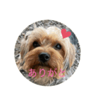 愛犬のヨーキースタンプ（個別スタンプ：2）
