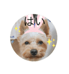 愛犬のヨーキースタンプ（個別スタンプ：3）