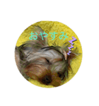 愛犬のヨーキースタンプ（個別スタンプ：4）