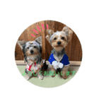 愛犬のヨーキースタンプ（個別スタンプ：5）