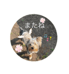 愛犬のヨーキースタンプ（個別スタンプ：6）