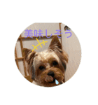 愛犬のヨーキースタンプ（個別スタンプ：7）