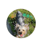 愛犬のヨーキースタンプ（個別スタンプ：11）