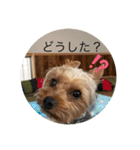 愛犬のヨーキースタンプ（個別スタンプ：12）