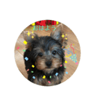 愛犬のヨーキースタンプ（個別スタンプ：13）