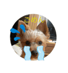 愛犬のヨーキースタンプ（個別スタンプ：14）