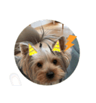 愛犬のヨーキースタンプ（個別スタンプ：15）
