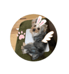 愛犬のヨーキースタンプ（個別スタンプ：16）