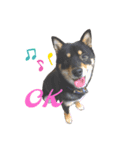 黒柴犬のクロたん③（個別スタンプ：2）