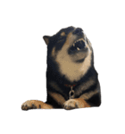 黒柴犬のクロたん③（個別スタンプ：3）