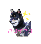 黒柴犬のクロたん③（個別スタンプ：4）