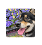 黒柴犬のクロたん③（個別スタンプ：5）