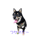 黒柴犬のクロたん③（個別スタンプ：6）