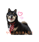 黒柴犬のクロたん③（個別スタンプ：7）