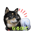 黒柴犬のクロたん③（個別スタンプ：8）
