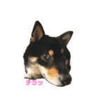 黒柴犬のクロたん③（個別スタンプ：9）