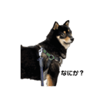 黒柴犬のクロたん③（個別スタンプ：10）