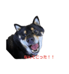 黒柴犬のクロたん③（個別スタンプ：11）