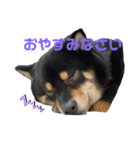 黒柴犬のクロたん③（個別スタンプ：12）