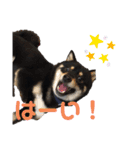 黒柴犬のクロたん③（個別スタンプ：13）