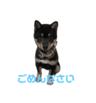黒柴犬のクロたん③（個別スタンプ：14）