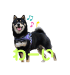 黒柴犬のクロたん③（個別スタンプ：15）