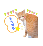 ピー助とゆかいななかまたち その②（個別スタンプ：1）