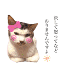 ピー助とゆかいななかまたち その②（個別スタンプ：13）