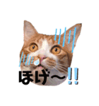 ピー助とゆかいななかまたち その②（個別スタンプ：16）